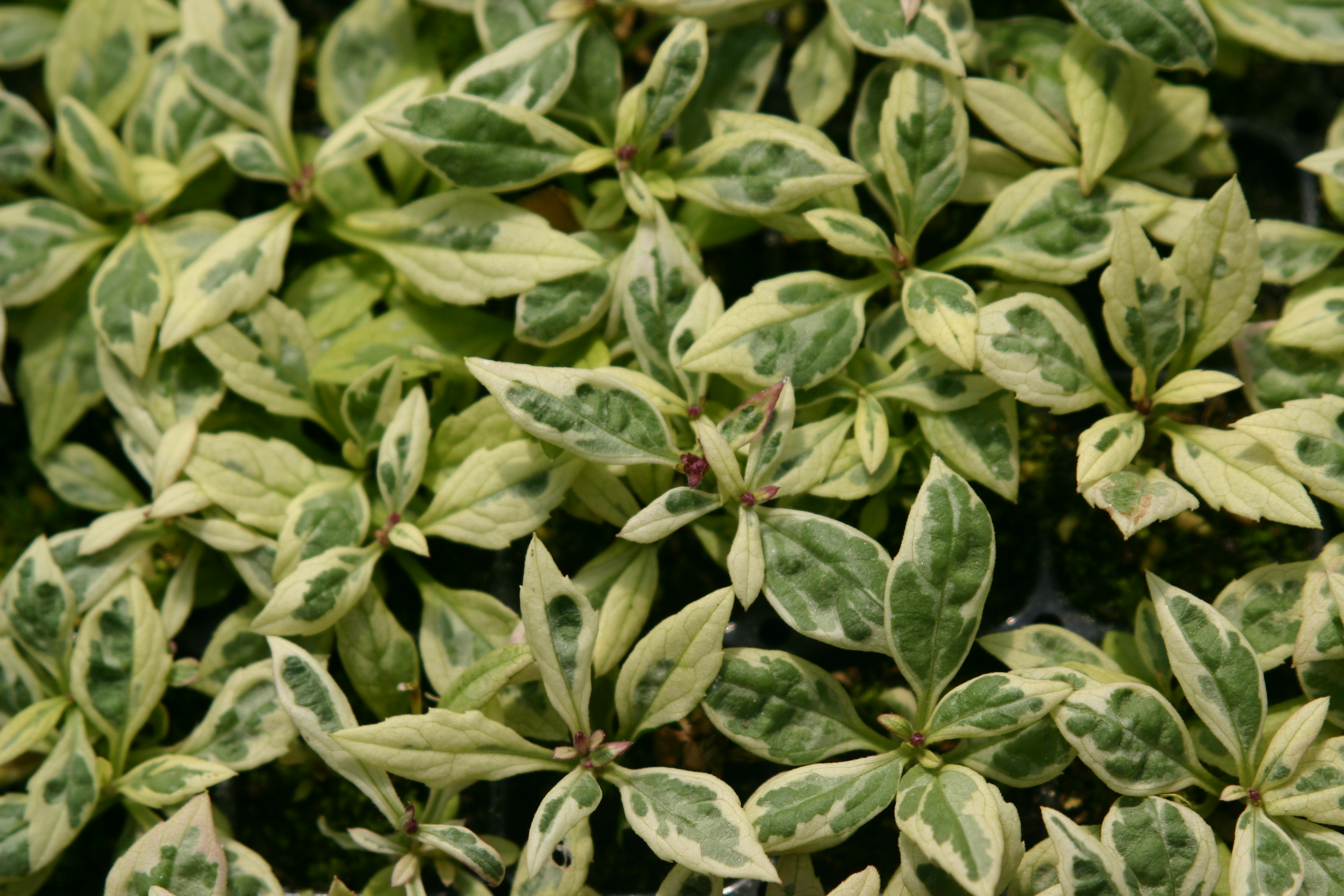 Aster ageratoides 'Variegata'